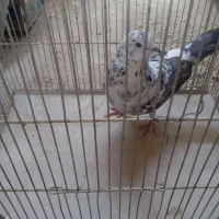قاره نر
