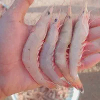 میگودریایی هندیجان