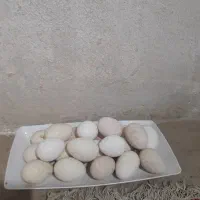 تخم بوقلمون