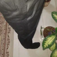 شلوار مشاور(مشهدی)