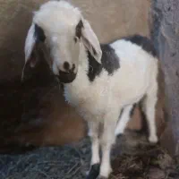 بره ریز