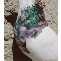 سه جفت طوقی|پرنده|لردگان, |دیوار