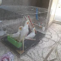 جوجه عروس هلندی لوتینو