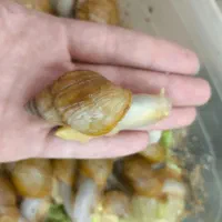 حلزون آچاتینا|خزنده|اصفهان, علی قلی آقا|دیوار