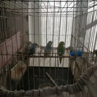 مرغ عشق پر و دم صاف و کشیده