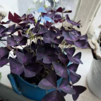 گل ‌|گل و گیاه طبیعی|میاندوآب, |دیوار