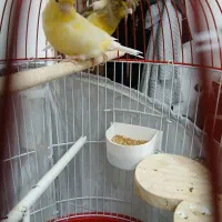 جفت قناری آماده تخم گذاری