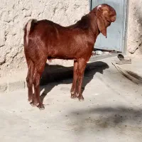 نربزپنچابی جوان 10ماهه|حیوانات مزرعه|مهرستان, |دیوار