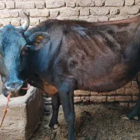 فروش یک عدد گاو و گوساله|حیوانات مزرعه|بم, |دیوار