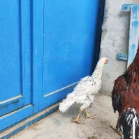 مرغ و خروس لاری  مرغ شاخدار معاوضه|حیوانات مزرعه|شیراز, علی آباد|دیوار