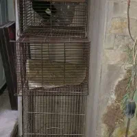 تعدادی قفسه پرنده سالم
