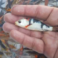 ماهی کوی و قرمز|ماهی|سنگر, |دیوار