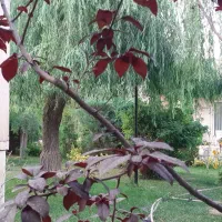 کارگزاری فروش زمین ، باغ ویلا ارچنگ شاندیز