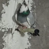 کبوتر|پرنده|شریفآباد, |دیوار