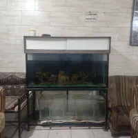 آکواریم بزرگ|ماهی|شیراز, جوادیه|دیوار