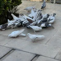 فروش کبوتر