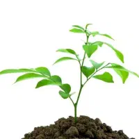 نهال درختان مختلف