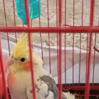 عروس هلندی نر