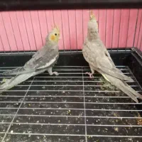 جوجه عروس هلندی سه ماهه دونه ۷۰۰