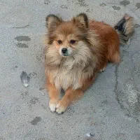 پامرروباهی|سگ|نقده, |دیوار