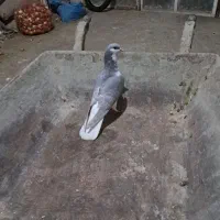 خوشرنگ الماسی