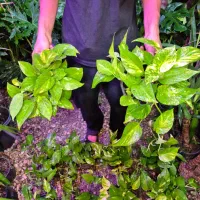 پتوس ابلق و سبز|گل و گیاه طبیعی|اهواز, پادادشهر|دیوار