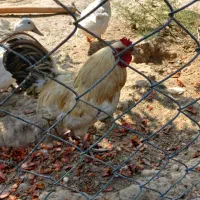 خروس دو رگ محلی