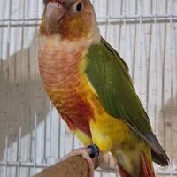 گرینچیک و عروس هلندی|پرنده|مشهد, نوده|دیوار