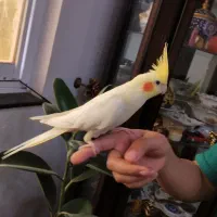 عروس هلندی لوتینو ماده