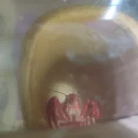 لابستر و آنجل