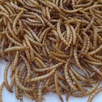 پخش عمده میل.ورم مگ.س خشک bsf