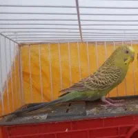 3پرنده|پرنده|زیرکوه, |دیوار