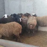 گوسفند میش وبره|حیوانات مزرعه|بشاریات, |دیوار