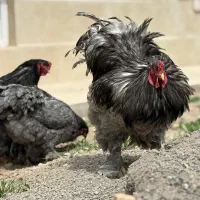 مرغ و خروس جوجه برهما لایت  بلو|حیوانات مزرعه|تهران, حافظیه|دیوار