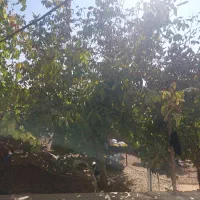 چوب درخت گردو