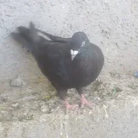 کبوتر سیاه پلاکی