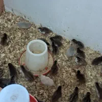 جوجه‌مرغ‌شاخدار چهار روزه