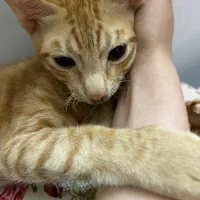 گربه گمشده|حیوانات|برازجان, |دیوار