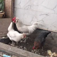 مرغ وخروس|حیوانات مزرعه|مرند, |دیوار