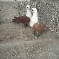 کبوتر جوانه کربلایی