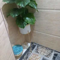 درخچه خارجی