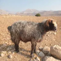 قوچ فروشی تخمی نژاددار|حیوانات مزرعه|اندیکا, |دیوار