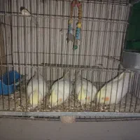 ۵عدد عروس هلندی مولد چشم شرابی درجه یک بلد گشیده