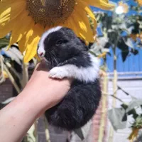 توله خرگوش مینیاتوری