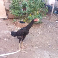 جوجهی لاری اصیل