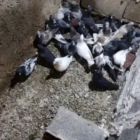 کفتر دسته|پرنده|مرودشت, نقش رستم|دیوار