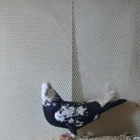 کبوتر|پرنده|شوط, |دیوار