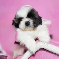 توله شیتزو سوپر فلت