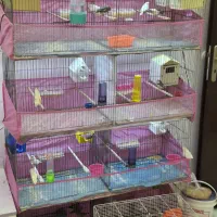 فنچ مولد|پرنده|ارومیه, |دیوار