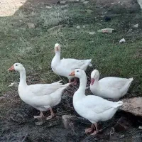 غاز تخم گذار